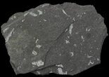 Fossil Graptolites (Didymograptus) - Great Britain #68000-1